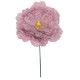 FLOR PEONIA